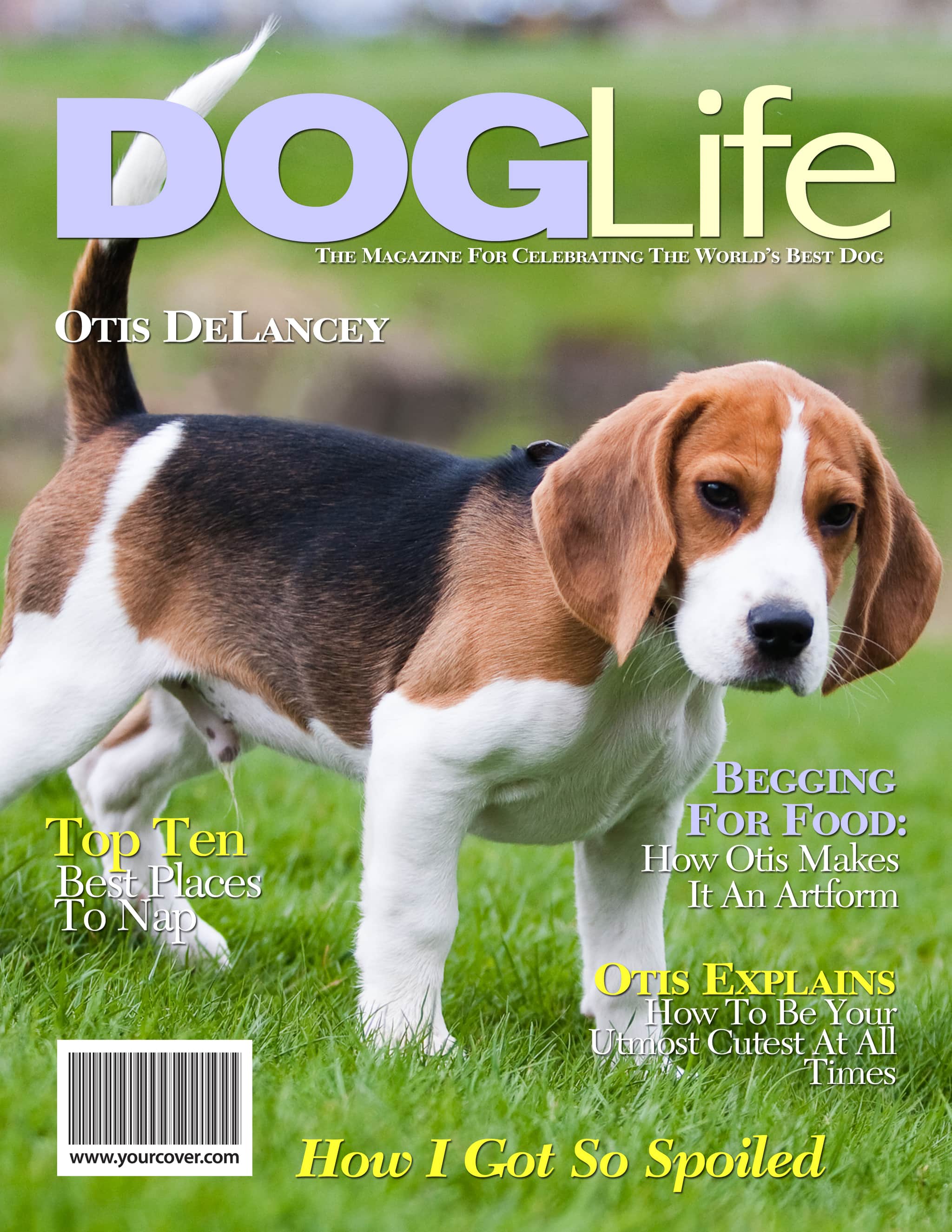 Dog Life